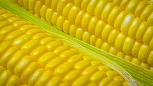 Close Up The Corn Kernels Are Lined Up In A Row Of Corn Kernels. Fresh Golden Yellow Cobs Boiled Corn.