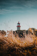 A golden autumn coastline view with brown grass and a red brick lighthouse at the shore line on a sunny warm vacation day. Fehmarn at the German Baltic Sea in Germany. A wonderful lighthouse