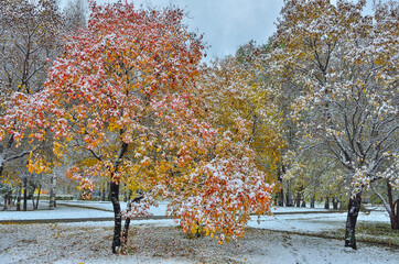 colorful wild apple tree in city park after first snowfall - late autumn or early winter landscape. 