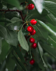 Canvas Print - Closeup shot of cherries hanging from a tree in a forest