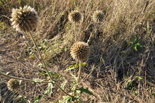 Large Balls, Flowers On A Background Of Dried Grass. Background. Autumn Panorama.