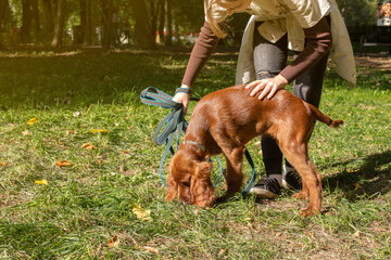 Young girl and red Irish Setter dog puppy during training in the park.