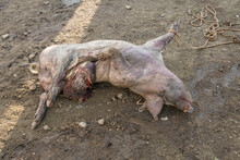 African Swine Fever Dead Pig