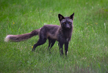 Silver fox in the field