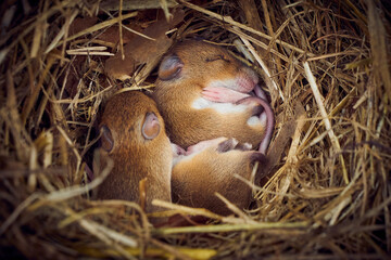 Baby mice sleeping in nest in funny position (Mus musculus)