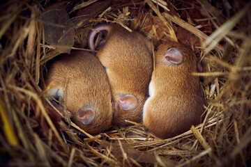 Wall Mural - Baby mice sleeping in nest in funny position (Mus musculus)