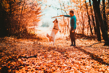 Wall Mural - happy dog and man playing in autumn forest