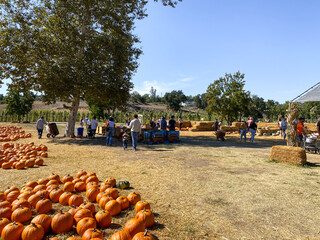a pile of pumpkins at the pumpkin patch. field of orange pumpkins during the harvest season. san die