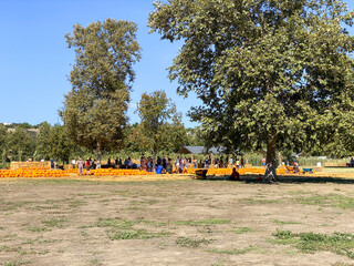 a pile of pumpkins at the pumpkin patch. field of orange pumpkins during the harvest season. san die