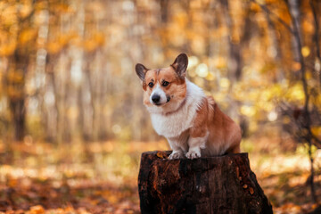 Sticker -  cute corgi dog puppy is sitting on a stump in an autumn park among bright fallen golden leaves