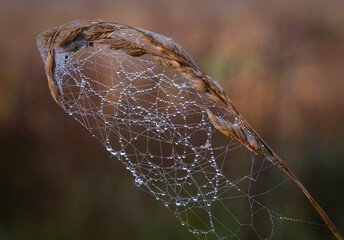 Wall Mural - cobwebs in the morning dew