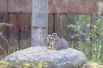 Two cute meerkats resting on a rock.