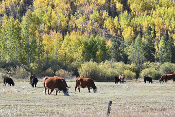 Poster - Cattle in Autumn Pasture