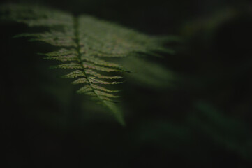 fern leaf in the evening light, romantic dreamy scenery, background blurry, text space, texture pattern, flat light, nature organic