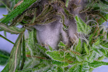 Detail Of A Cannabis Plant Affected By Fungi Isolated