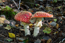 Close-up View Of Two Magnificent Mushrooms Amanita Muscaria, Commonly Known As Fly Agaric Or Fly Amanita, With Typical Bright Red Cap Dotted With White Spots Growing In An Undergrowth.