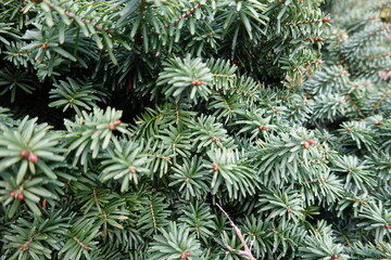 Wall Mural - Dwarf Balsam Fir is a dense multi-stemmed evergreen shrub with a more or less rounded form.