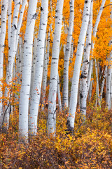 Sticker - Close up view of tall Aspen trees in Wasatch mountains with bright fall foliage.