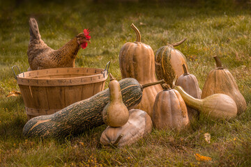 Wall Mural - a group of harvested pumpkins in a backyard lawn together with a basket and a chicken