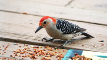 Red-bellied Woodpecker (Melanerpes Carolinus) Eating Bird Seed From A Tray On A Patio In A Backyard In Panama City, Florida, USA