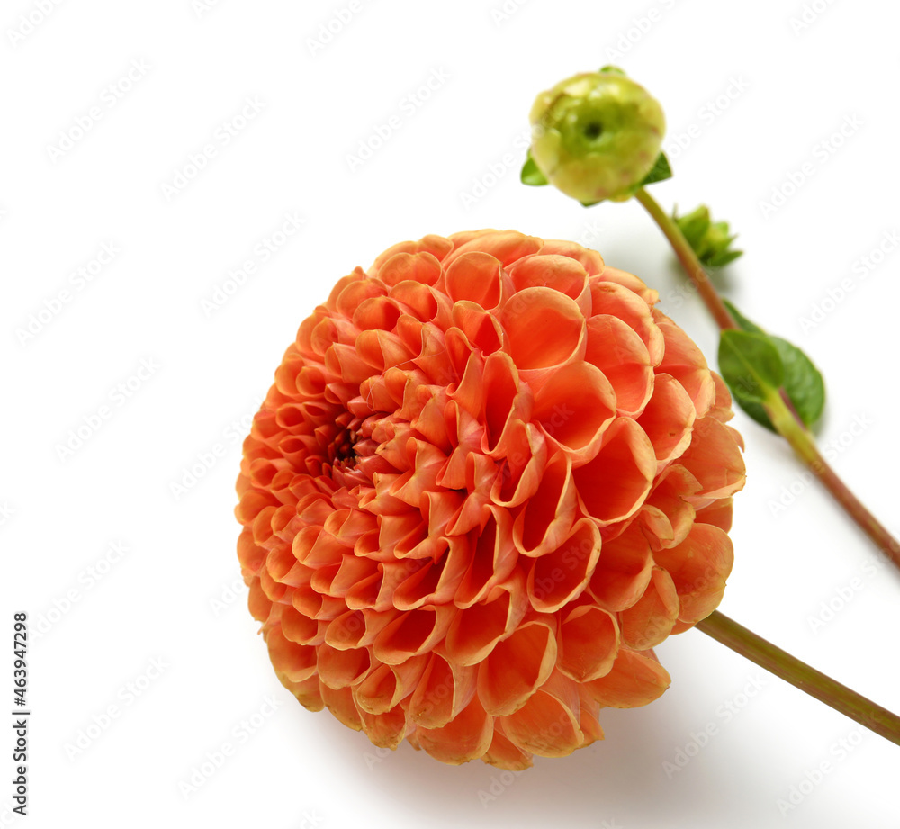 Beautiful dahlia isolated on white background, closeup
