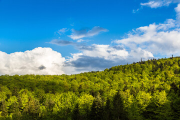 Canvas Print - Carpathians mountain forest