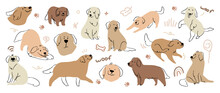 Cute Golden Retriever And Labrador Retriever Dog Hand Drawn Vector Set. Cartoon Dog Or Puppy Characters Design Collection With Flat Color In Different Poses.