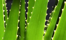 Close Up Of Green Aloe Vera Leaves In Sunlight