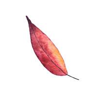 Watercolor Illustration Of A Beautiful Autumn Leaf Of Red Brown Color