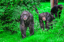Closeup Of Chimpanzees In A Zoo Covered In Greenery