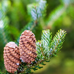 Wall Mural - A branch of Korean fir with cones in autumn garden. Natural background