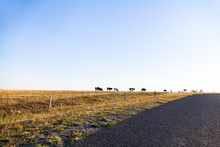 Cows Walking Through Paddock Alongside Country Road With Big Open Sky