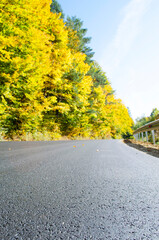 Wall Mural - Autumn forest scenery with rays of warm light illumining the gold foliage