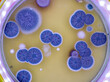 © Science RF - Fungal colonies on agar plate