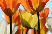 Tulpen Mit Transparenten Blüten