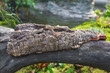 Unusual bark growth on a curved tree trunk