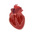 © Science RF - Enlarged heart, illustration