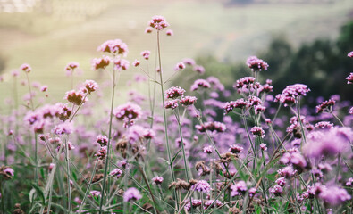 Wall Mural - Close up of purple Verbena flowers in the garden