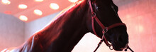 Sports Horse Stands After Training In Equine Solarium Closeup