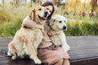 © snedorez - beautiful girl hugs two golden retrievers. Outdoor