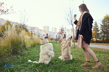 Girl Trains Two Golden Retrievers In The Park On Green Grass