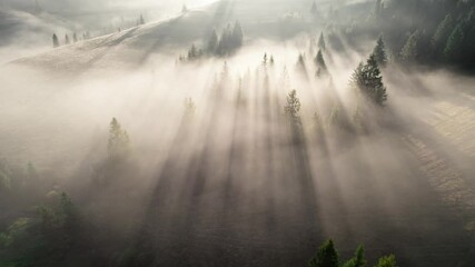 Fototapete - Aerial shot of sunny foggy morning in the forest and mountains. Magical forest landscape. Sun rays break through the pine trees.