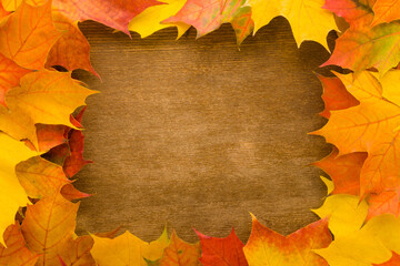 Wall Mural - Frame of fresh beautiful colorful maple leaves. Closeup. Autumn concept. Empty place for inspirational text, quote or sayings on dark brown wooden table background. Top down view.