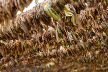 Dry Yellow Brown Leaves Of Tobacco Hanging At A Tobacco Dryer. Selected Focus.