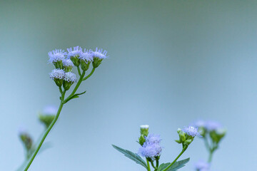 little butterfly with pollen