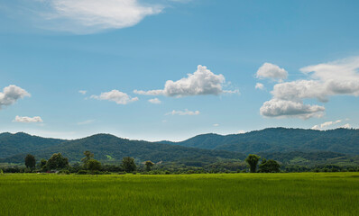 Poster - Green rice field and sky background. countryside landscape in Thailand