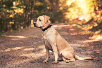 Wall Mural - Labrador dog sitting on the forest road