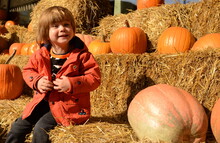 A Boy, Three Years Old, At An Autumn Festival Among Pumpkins And Haystacks. Festive Decorations, Lots Of Beautiful Pumpkins, Haystacks. Halloween. Good Mood. The Child Is Wearing An Orange Jacket