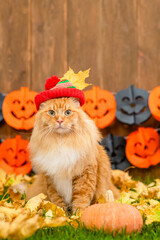 Canvas Print - Adult maine coon cat wearing warm hat  lying on autumn grass with pumpkin. Empty space for text