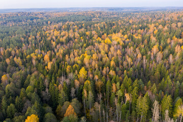 Wall Mural - Aerial drone view over autumn forest.